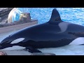 Orca Encounter (Keet tantrums) Dec 1 2017 - SeaWorld San Diego