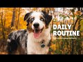Mini Australian Shepherd Daily Exercise Routine の動画、YouTube動画。