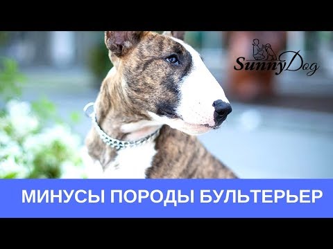 Бультерьер. Минусы породы