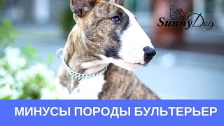 Бультерьер. Минусы породы Бультерьер. Минусы породы