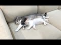初めて兄弟でお留守番してもらったら猫たちがこうなってました…笑