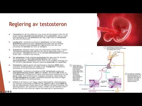 Video: Vilken substans är orsaken till att äggstockarna och testiklarna kraftigt ökar sin produktion av östradiol och testosteron?