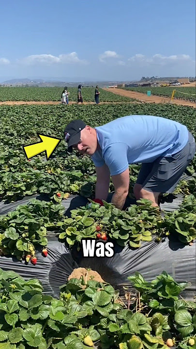 Biggest strawberry ever found 🍓