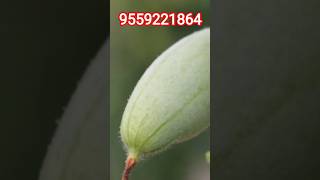 परवल की जरूरी जानकारी #parval #farming #agriculture #vegitable #trendingshorts #vlog #paudhabooking