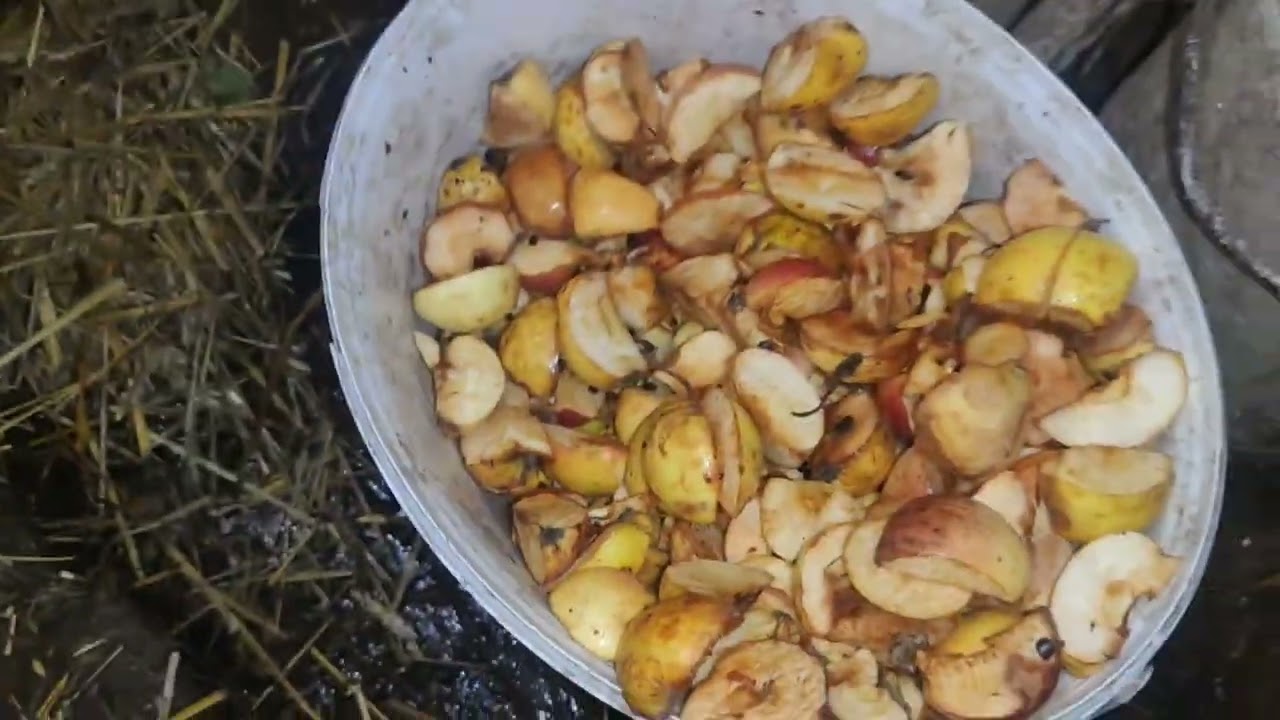 Як п'ють козинята з тазіка 