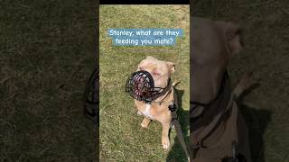 Banned, Muzzled Xlbully. You Wont Believe What He Did