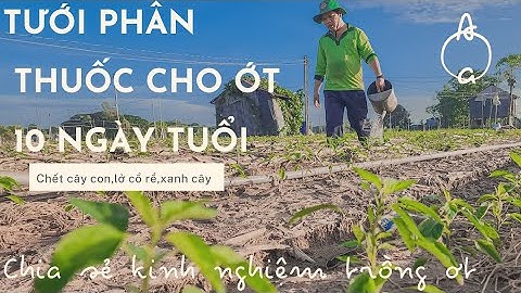 TƯỚI PHÂN CHO ỚT 10 NGÀY TUỔI