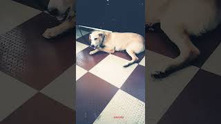 Cure dog David moments