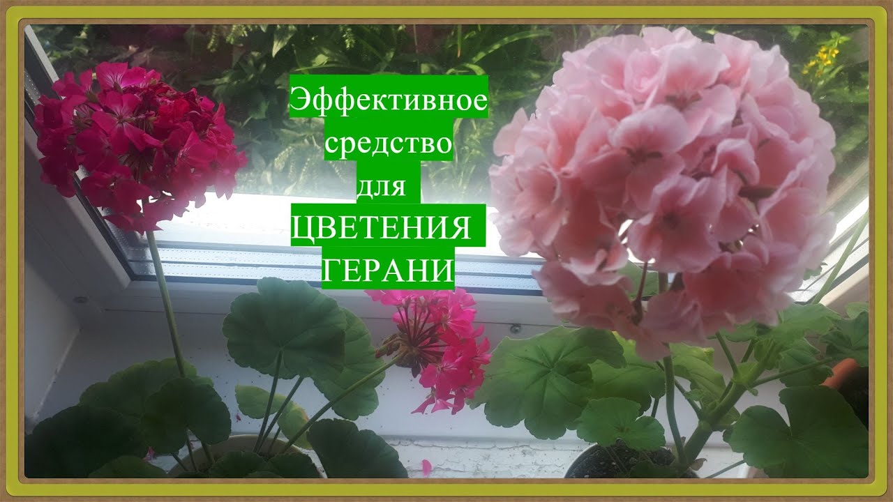 Цветение пеларгоний в балконных ящиках. Средство для цветения герани