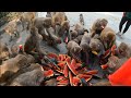 A group of monkey ate one bag watermelon