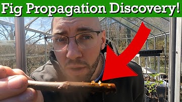 I Accidently Found the EASIEST Way to Propagate Fig Trees