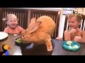 Giant Bunny Has The Best Family - COCOA PUFF | The Dodo