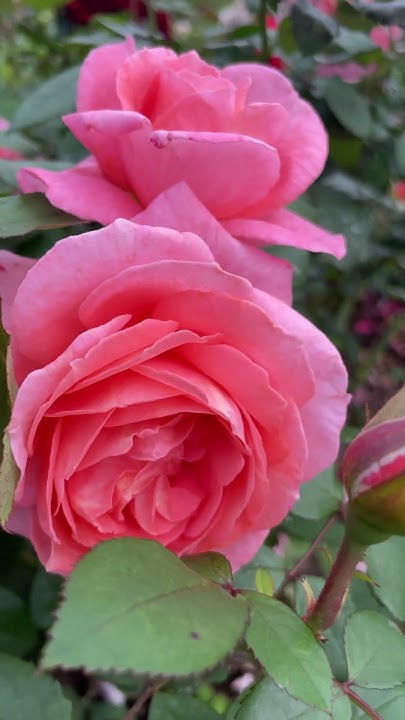 Роза Институт Люмьер! Нежность во всем! #institutlumiererose # ...