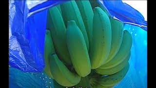 【有機農業】有機香蕉不用農藥也能種出優質香蕉 (我們的島 第197集 20030303)