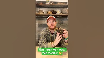 Why are they called box turtles? #shorts #turtle