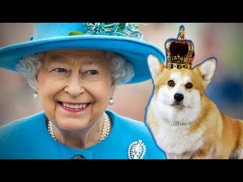 Vídeo: Meghan E O Cachorro Da Rainha