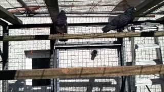 Laudino Cross Pairing Up Jocksloft