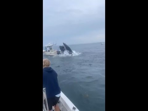Una BALLENA hunde