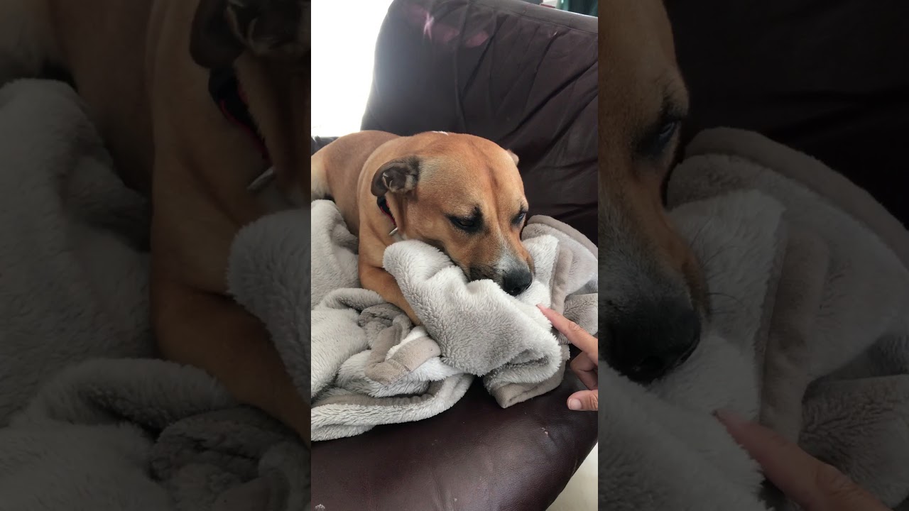 dog sucking on blanket