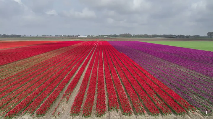 Tulpenvelden 2025 ( Tulip Fields ) 4K Droneshots #Tulpen #Noordoostpolder #Tulips