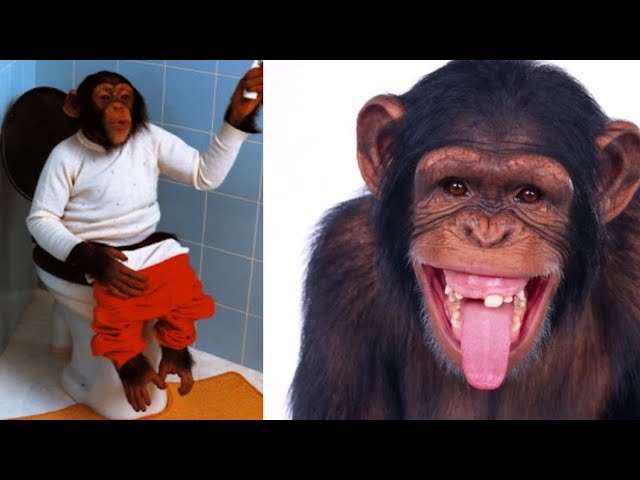 Macacos engraçados #foryou #foryoupage #funnyvideos #funnyanimals #ani