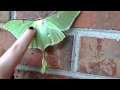 Petting The luna moth, Actias luna