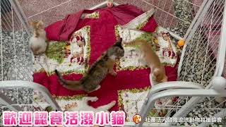 超可愛小貓!快來認養喔!【歡迎認養】2021/7/22 東山區三小貓辛巴 墨墨 雪妮 民雄菜園小貓園園 超可愛小貓!快來認養喔!【歡迎認養】2021/7/22 東山區三小貓辛巴 墨墨 雪妮 民雄菜園小貓園園