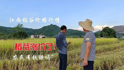 稻谷涨价了，小伙承包600亩水稻在收割，看看今年收成有钱赚吗 - 天天要闻