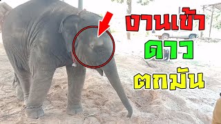 น่าเหลือเชื่อ ..ลูกช้าง🐘...ตัวแค่นี้....ตกมัน!