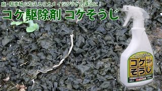 庭 駐車場に生えるワカメ イシクラゲの退治法 オススメ除草剤