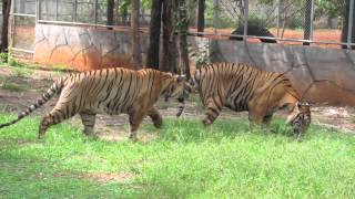Tiger Temple (Official) - Stalking, stalking, stalking!!