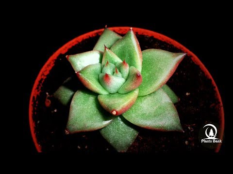 Botanic - Echeveria pulidonis