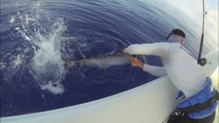 42 Yellowfin catching Blue Marlin