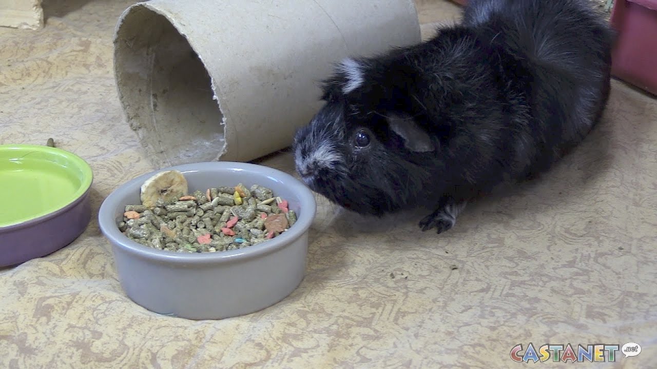 pets of the week YouTube