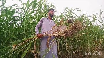 Crop Growth Measurement/Sorghum crop