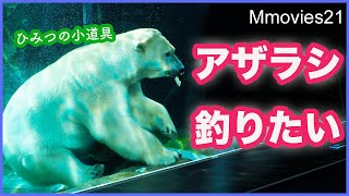 手強いアザラシにホッキョクグマ【リラ】が考えた作戦 【ララ】は竹筒を Polar Bear & Seals