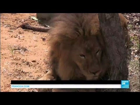 Video: Pet Scoop: 33 Circus Lions Airlifted do Sanctuary, polícia K9 zistí, že chýba starší muž