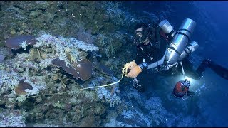 Located 200 to 500 feet beneath the ocean’s surface, mesophotic
reefs—also known as "twilight zone"—are one of most unexplored
ecosystems on plan...