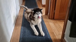 Old Husky Never Likes Being Left For Too Long