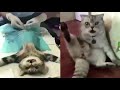 「爆笑」去勢された猫のリアクション。動物の衝撃癒し映像