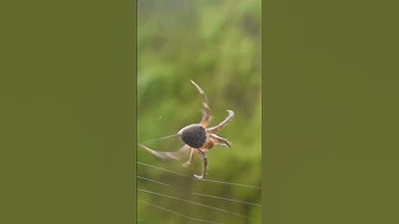 Spider: The real life web developer. #shorts #shortsvideo #ytshorts #wildlife #webdeveloper #spider