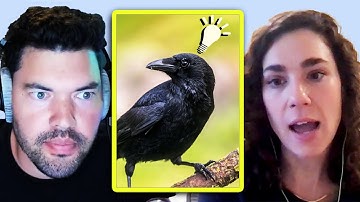 How Smart Are Crows REALLY? | Dr. Kaeli Swift