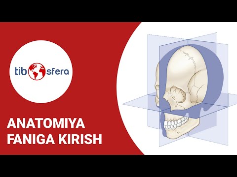 Anatomiya qanday fan? Anatomiyaga kirish