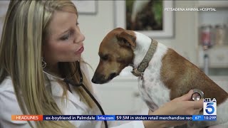 Mystery illness sickens dogs in Los Angeles County