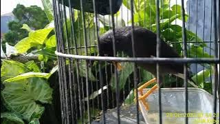 Jalak kebo suara Murai Batu Cocok untuk Masteran semua Burung@STUDIOETOY