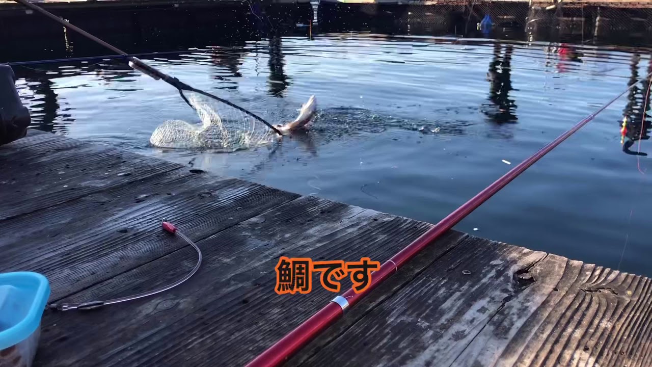 迫間 浦 釣り堀 センター