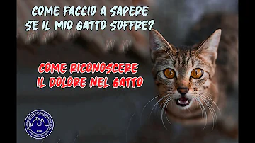 Cosa fare se il gatto ha mangiato una pianta tossica?