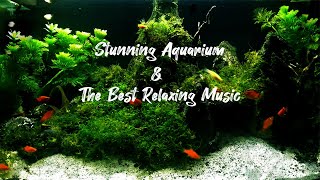 Stunning Aquarium \& The Best Relaxing Music | Ruang Idea