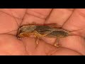 땅강아지 Gryllotalpa orientalis (mole crickets)