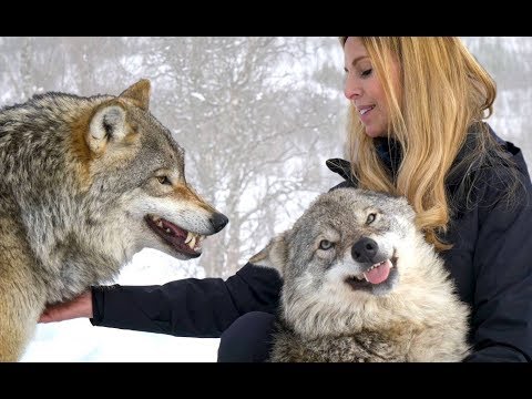 LARGE NORWEGIAN WOLVES - BITE, FIGHT & FLIGHT